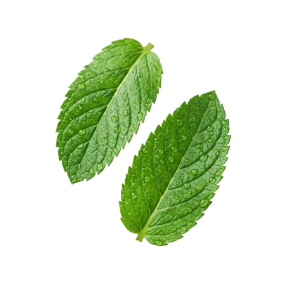 Hojas de menta fresca