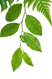 Hojas naturales eco simbolizando pureza y frescura