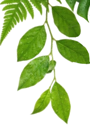 Hojas naturales eco simbolizando frescura orgánica
